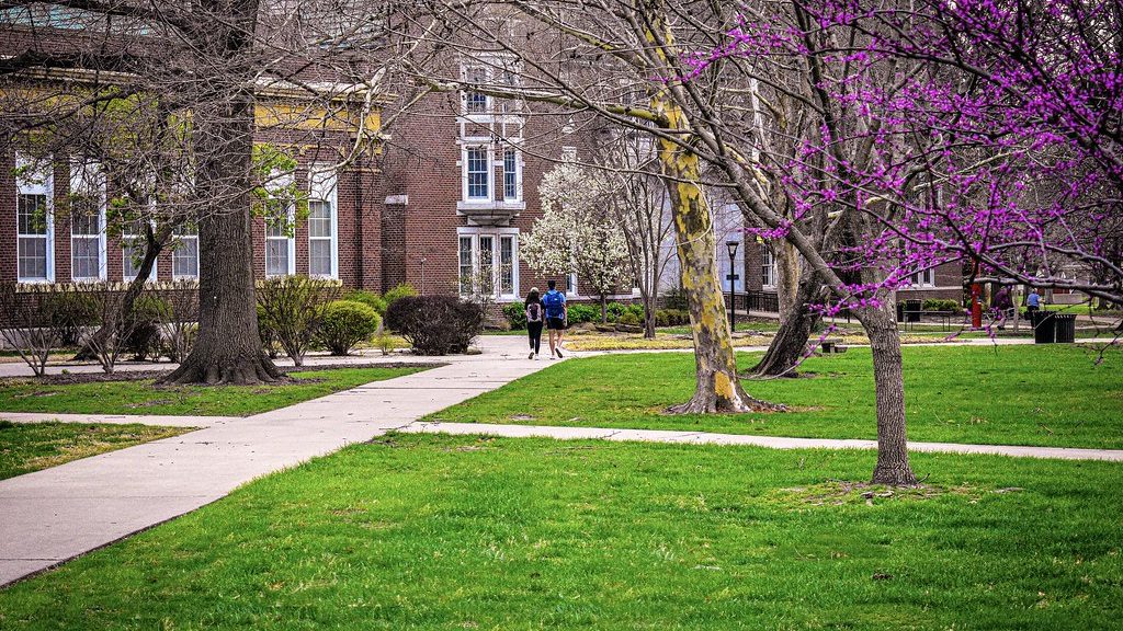 A campus walkway between lawns, a flowering redbud tree and brick buildings
